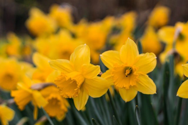 daffodils are poisonous