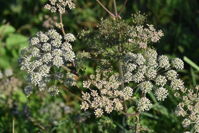 Poison hemlock